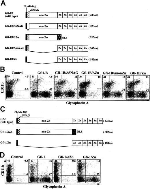 Fig. 5. The Gfi-1B zinc finger domain is essential for erythroid expansion. / (A) Schematic representation of Gfi-1B mutants. Zn indicates zinc finger domain; NLS, nuclear localization signal. (B) Mapping of the Gfi-1B domain responsible for erythroid expansion. CD34+ progenitors transduced with each Gfi-1B mutant were cultured in the presence of SCF and GM-CSF for 10 days, then analyzed by flow cytometry. (C) Schematic representation of Gfi-1 mutants. (D) Mapping of the Gfi-1 domain responsible for erythroid expansion. CD34+ progenitors transduced with each Gfi-1 mutant were cultured in the presence of SCF and GM-CSF for 10 days, then analyzed by flow cytometry.