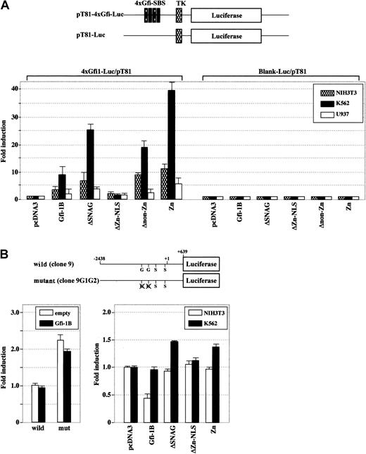 Fig. 6. The zinc finger domain confers transactivating activity in erythroid cells. / (A) NIH3T3, K562, and U937 cells were transiently transfected with a reporter plasmid containing 4 Gfi-1–specific binding sequences (4xGfi-1-SBS) in front of a basal thymidine kinase promoter (TK) along with either wild-type Gfi-1B or a series ofGfi-1B mutants. (B) K562 cells were transiently transfected with either wild-type or mutant SOCS-1 promoter along with wild-type Gfi-1B (left panel). NIH3T3 and K562 cells were transiently transfected with the wild-type SOCS-1 promoter along with either wild-typeGfi-1B or a series of Gfi-1B mutants (right panel). Luciferase activities were determined 24 hours after transfection and normalized to the Renilla luciferase activities of the internal control plasmid pRL-CMV. The fold increase in promoter activity was measured relative to that obtained with empty vector. The results are shown as the mean ± SD of triplicate transfections. G indicates Gfi-1B binding site; S, STAT binding site.