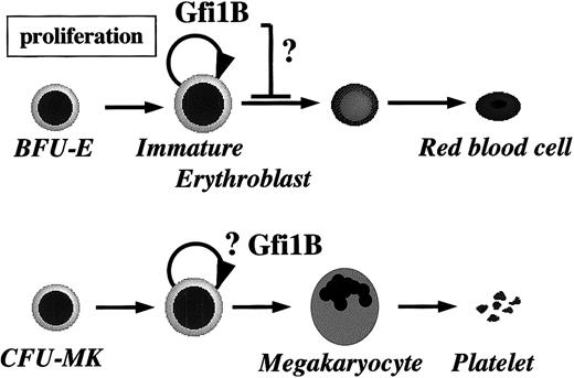 Fig. 8. A model for the role of Gfi-1B in erythropoiesis. / As explained in “Discussion,” our findings suggest that Gfi-1B plays a role in the expansion of immature erythroblasts. However, its effect on terminal maturation remains to be determined. Specific expression of Gfi-1B also indicates its function in hematopoietic stem cells and megakaryopoiesis.