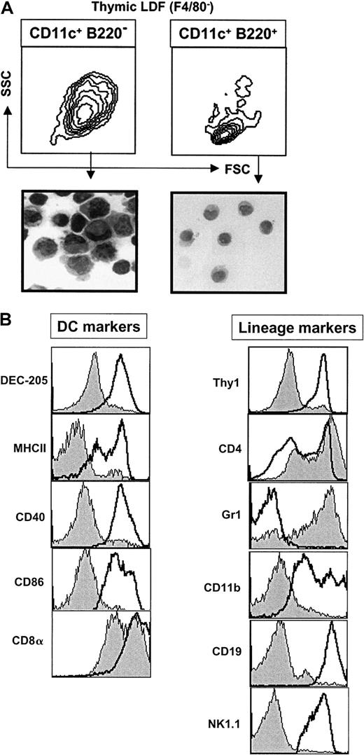 Fig. 2. Phenotype of thymic CD11c+ B220+cells. / (A) LDF was prepared from thymus. Contour plots show the FSC versus SSC profile of CD11c+ B220+ F4/80− or CD11c+ B220− F4/80− cells. These 2 populations were sorted and stained with hematoxylin and eosin (magnification ×100). (B) Histograms show the expression of the indicated markers by thymic CD11c+ B220+ cells (gray profile). For DEC-205, MHCII, CD40, CD86, CDα, Thy1, CD4, and GR1 empty profiles correspond to CD11c+ B220−thymic DCs. The empty profiles for CD11b, CD19, and NK1.1 histograms correspond to thymic macrophages (F4/80+), thymic B cells (CD11c− B220+ F4/80−) and thymic NK cells (NK1.1+), respectively. Data are representative of 3 experiments.
