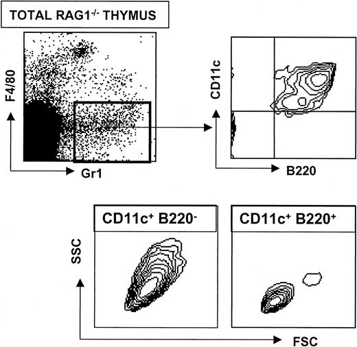 Fig. 3. Analysis of CD11c+ B220+ cells in RAG1−/− mice. / A RAG1−/− thymic suspension was obtained after collagenase digestion. Four-color staining was performed with anti-F4/80–Cy5, anti-Gr1–PE, anti-CD11c–FITC and anti-B220–CyChrome. Upper plots show that a typical thymic population of CD11c+ B220+ Gr1+F4/80− cells develop in RAG1−/− mice. Lower contour plots show the characteristic FSC versus SSC profiles of CD11c+ B220− and CD11c+B220− cells.