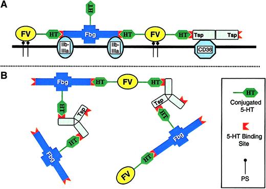 Fig. 5. Model of COAT-platelets. / This proposed model for COAT-platelets is not meant to be detailed or precise; there are currently too many unknown variables for a comprehensive model. The intent is to fit current observations into a feasible scheme. Basic observations include the following: COAT-platelets require serotonin derivatization of procoagulant proteins; serotonin binding sites are present on fibrinogen (Fbg) and thrombospondin (Tsp); traditional platelet receptors (eg, GP IIb/IIIa for Fbg) are occupied on COAT-platelets; and Fbg is bound to COAT-platelets with exceptional avidity. (A) A cross-section of the COAT-platelet membrane. Fbg, factor V (FV), and Tsp are bound to glycoprotein IIb/IIIa, phosphatidylserine (PS), and CD36, respectively. In addition, conjugated serotonin on FV interacts with serotonin binding sites on Fbg and/or Tsp, resulting in an enhanced stability for all 3 proteins. (B) A broader view of the cell surface showing some of the possible interactions present on COAT-platelets. For example, Fbg is not only binding GP IIb/IIIa and FV-5-HT, but it is also conjugated with 5-HT itself. Interactions between conjugated 5-HT on various proteins and fibrinogen or thrombospondin result in a 2-dimensional matrix with increased avidity for the cell surface. In the interest of simplicity, no membrane receptors are depicted in panel B.