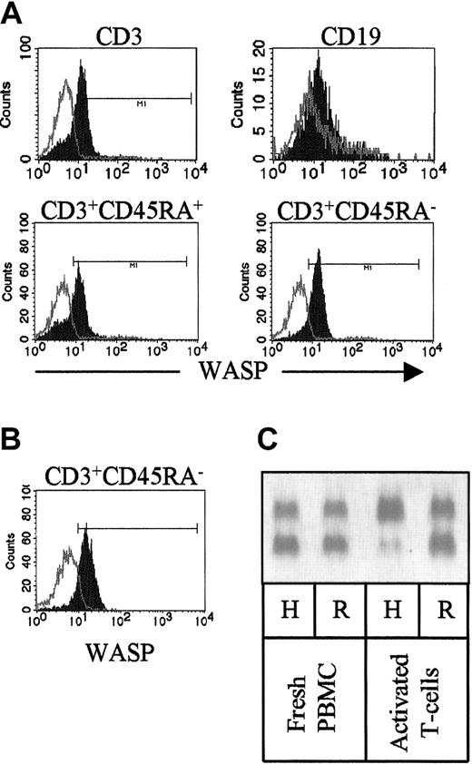 Fig. 6. Distribution of WASPbright and WASPdim cells of the patient examined by flow cytometry. / (A) Isolated PBMCs were surface stained with marker antibodies to CD3 and CD45RA or CD19 prior to intracellular staining with 5A5 mAb. Note that the CD3+ cells consist of both WASPbrightand WASPdim cells. All WASPdim cells are within the CD3+CD45RA+ (naive) populations, whereas CD3+CD45RA− cells are only WASPbright. B cells (CD19+) are largely WASPdim. Open histograms indicate isotype control; closed histograms, WASP staining. (B) PBMCs were activated with OKT3 mAb, anti-CD28 mAb, and rIL-2 for 3 days, expanded with rIL-2 for 9 days, and stained as in panel A. Note that only WASPbrightCD3+CD45RA− were present after activation. (C) X chromosome inactivation of freshly isolated PBMCs (left) and T cells after activation in vitro (right). Note that in vitro activated T cells have paternal (wild-type) X chromosome as active. H indicatesHpaII + RsaI digest; R, RsaI digest.