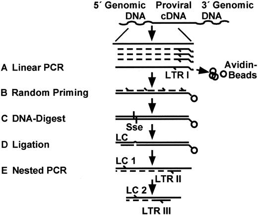 Fig. 1. Outline of linear amplification-mediated (LAM)–PCR. / A new combination of linear amplification of target DNA with solid-phase second-strand synthesis, followed by ligation of an oligonucleotide cassette and then nested exponential PCR, was devised for the detection and direct genomic sequencing of unknown retroviral vector integration sites. (A) Linear PCR with a long terminal repeat (LTR)–specific biotinylated primer was performed by repeated primer extension. Subsequently, the amplified fragments of target DNA were enriched by magnetic tag selection of extension primers. (B) A second DNA strand of each enriched target sequence was synthesized by random hexanucleotide priming. (C) Resulting double-stranded DNA was specifically digested with the restriction enzyme Sse9I, which cuts within genomic DNA approximately every 256 bp. The length of each fragment is thus dependent on the distance of the vector insertion site from the next Sse9I recognition sequence. (D) An asymmetric oligonucleotide ligation cassette (LC) was ligated to the end of the Sse9I-digested fragments. (E) Nested exponential PCR amplifications were then performed with LC-specific forward primers (LC 1 followed by LC 2) and LTR-specific reverse primers (LTR II followed by LTR III).