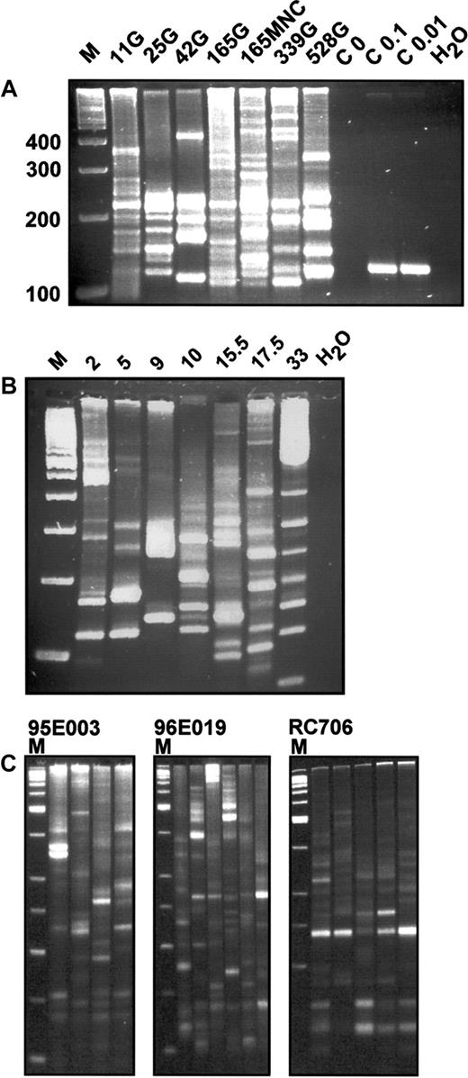 Fig. 2. In vivo integration site analysis of primate leukocytes. / (A) LAM-PCR analysis in a rhesus macaque. DNA samples of 100 ng from FACS-sorted granulocytes (G) or mononuclear cells (MNCs) of rhesus macaque RC501 were analyzed at different time points after transplantation. Numbers indicate days after transplantation. M indicates a 100-bp DNA ladder; 100, 200, 300, 400, size of molecular weight marker in base pairs; C 0, negative control analysis on 1.4 μg nontransduced simian DNA; C 0.1, C 0.01, positive control analysis on 0.1 and 0.01 ng of DNA from a HeLa cell clone with a known single retrovirus insertion site corresponding to 15 and 1.5 genomic DNA equivalents, respectively; and H2O, water control. (B) LAM-PCR analysis in a baboon. DNA samples (100 ng) from FACS-sorted mononuclear cells (MNCs) of baboon T94433 were analyzed at different time points after transplantation. Note that the integration site signal is polyclonal throughout the observation period. Numbers indicate months after transplantation. M indicates a 100-bp DNA ladder; H2O, water control. (C) Reproducibility of LAM-PCR analysis in highly polyclonal rhesus macaque samples. From 4 to 6 repetitions of LAM-PCR analysis on individual 200-ng aliquots of DNA from purified granulocytes (G) obtained from rhesus macaques 95E003, 96E019, and RC706 were analyzed. Animal 95E003 was 40 months after transplantation, animal RC706 was 21 months after transplantation, and animal 96E019 was 27 months after transplantation at the time of sampling. For each animal, the separate amplifications are shown in adjacent lanes. M indicates a 50-bp DNA ladder.