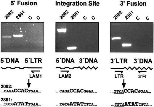 Fig. 3. Sequencing of complete integration loci. / To verify the genomic origin of the integration sequences obtained by LAM-PCR, a direct genomic primer walking from 5′ to 3′ was performed by repeated application of the LAM-PCR direct genomic sequencing protocol in different directions. 5′ Fusion: the 5′ genomic DNA/5′ LTR-cDNA fusion sequences were obtained by initial LAM-PCR reactions. Integration Site: an amplification product spanning the complete 5′ and 3′ integration locus was produced by the second LAM-PCR reaction for each of the analyzed clones. All bands obtained were isolated, purified, and sequenced. In each of the 3 clones analyzed (shown: 2 clones), this second LAM-PCR reaction obtained a sequence that was identical to the sequence obtained in the first LAM-PCR reaction from the 5′ end of the amplification product to the 5′ genomic proviral fusion sequence (arrows), then identical to the 3′ integration flank to the 3′ end of the amplification product. 3′ Fusion: the 3′ LTR-cDNA/3′ genomic DNA fusion sequences were obtained by conventional PCR sequencing. Together with a 3′ LTR U5 forward primer (LTR), the 3′ flanking genomic primer pairs (3′ Fl) produced a clone-specific amplification product by nested amplification on 1 μg of transduced genomic DNA from day 339 peripheral blood granulocytes. Sequencing confirmed that the amplification products consisted of genomic 3′ flanking sequence, the 4-bp repeat identical to the 4 bp flanking the 5′ LTR U3 of the respective clone and the expected 3′ LTR U5 vector sequence. The 4-bp genomic sequence direct repeat reduplicated by the retrovirus integrase is enlarged. The first 4 proviral DNA nucleotides are shown in underlined italics. C indicates unrelated DNA controls; LAM1, 5′ LTR extension primer of the initial LAM-PCR; LAM2, 5′ integration site–specific genomic DNA extension primers for the second LAM-PCR based on the 5′ genomic DNA sequences identified in the initial LAM-PCRs.