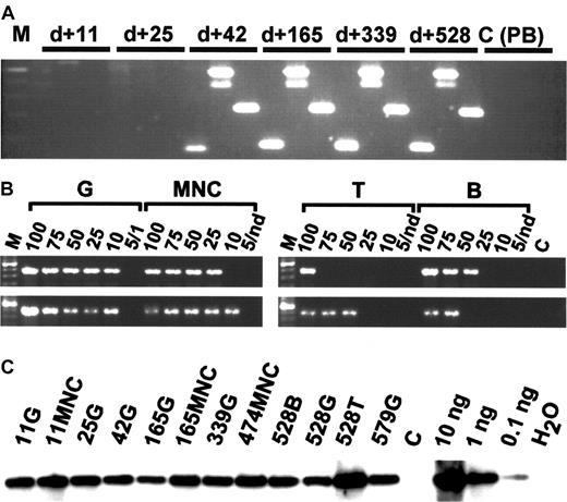 Fig. 4. In vivo clone tracing by conventional PCR and limiting-dilution analysis. / (A) Conventional PCR. DNA isolated from FACS-purified granulocytes 11, 25, 42, 165, 339, and 528 days after transplantation of rhesus macaque 501 shows evidence for the presence of clones 3392, 2082, and 3397 (from left to right in each sample). The entire analysis from 16 time points is summarized in Figure 5A. M indicates molecular marker (100-bp ladder); C (PB), unrelated transduced peripheral blood control. (B) Limiting-dilution analysis. Note the presence of approximately equal copy numbers of clone 3392 in different lineages on days 240 (top lane) and 528 (bottom lane). Numbers indicate nanograms of DNA submitted to PCR analysis. Nd indicates not done; C, unrelated template control. (C) Total vector DNA. Per sample analyzed in Figures 2 and 3 (A, B), 10 ng DNA was analyzed for the presence of vector cDNA by semiquantitative PCR. Numbers indicate days after transplantation. G indicates DNA of purified peripheral blood granulocytes; MNC, purified peripheral blood mononuclear cells; T, T-cell DNA; B, B-cell DNA; DNA, transduced MNC DNA control; and H2O, no template control.