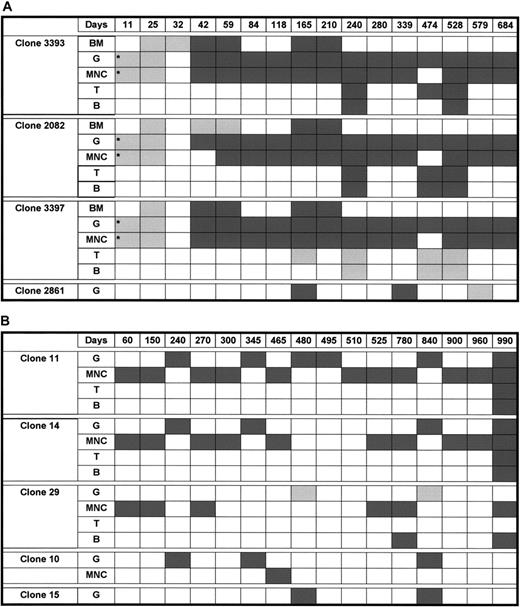 Fig. 5. Detection and tracing over time of different retrovirus-marked hematopoietic clones in a rhesus macaque model and a baboon model. / Part A shows a rhesus macaque model and part B shows a baboon model. Days indicates days after transplantation; BM, bone marrow; G, peripheral blood granulocytes; MNC, peripheral blood mononuclear cells; T, peripheral blood T cells; B, peripheral blood B cells; dark gray shading, positive time points; light gray shading, negative time points; and *, verified in 1 μg DNA.