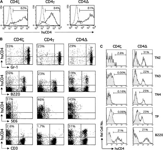 Fig. 1. Development of CD4ζ/γ-expressing T cells, but not CD4ζ/γ-expressing myeloid, NK, and B cells is blocked following BMT. / (A) Bone marrow cells isolated from C3H mice were exposed to retroviral supernatant encoding CD4ζ, CD4γ, or CD4del (CD4Δ) in the presence of polybrene for 4 hours. Twenty-four hours later, cells were stained with antihuman CD4-phycoerythrin (CD4-PE; solid line) or isotype-matched control monoclonal antibody (dotted line) and analyzed by fluorescence-activated cell sorting (FACS) to determine the efficiency of transduction. Histograms for control cells stained with antihuman CD4-PE or isotype control were indistinguishable (data not shown). The percentage of human CD4-expressing cells over background is indicated. (B) The transduced bone marrow cells shown in panel A were infused into sublethally irradiated C3H mice. Six weeks after transplantation, peripheral blood was isolated and analyzed by 2-color flow cytometry using PE-conjugated antihuman CD4 and FITC-conjugated anti–Gr-1, anti-B220, anti-5E6, or anti-CD3. Forward and side-scatter properties were used to determine gates for myeloid-specific (Gr-1) and lymphoid-specific (B220, 5E6, and CD3) markers. The percentage of lineage-positive cells expressing human CD4 is shown in the top left hand corner of each dot plot. Control cells stained with antihuman CD4-PE or isotype control yielded indistinguishable results (data not shown). Results are representative of at least 15 additional mice. (C) Thymocytes were isolated from mice that received transplants of CD4ζ or CD4del (CD4−) 6 weeks after transplantation, stained with allophycocyanin (APC)–conjugated anti-CD3/anti-CD4/anti-CD8, PE-conjugated anti-CD25, fluorescein isothiocyanate (FITC)–conjugated anti-CD44, and energy-coupled dye (ECD)–conjugated antihuman CD4, and analyzed by 4-color flow cytometry. APC− (ie, TN cells) were subsequently analyzed for CD44 and CD25 expression to define TN subsets. The level of human CD4 expression (solid line) for CD25+CD44+(TN2), CD25+CD44− (TN3), and CD25−CD44− (TN4) cells is shown. APC+ TP (ie, CD3+CD4+CD8+) thymocytes were also analyzed for human CD4 expression (solid line). The percentage of peripheral blood–derived B cells (B220) expressing human CD4 in the same animals is also shown for comparison. Shaded histograms represent cells from control animals that received transplants of unmodified bone marrow in each case. The percentage of TN2, TN3, TN4, TP, or B cells (B220) expressing human CD4 is indicated in each histogram.