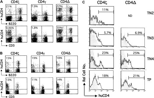 Fig. 2. Development of CD4ζ/γ-expressing thymocytes and T cells is rescued in MHCII− mice. / Bone marrow cells isolated from MHCII− mice were exposed to retroviral supernatant encoding CD4ζ, CD4, or CD4del (CD4−), and then infused into sublethally irradiated wild-type C57BL/6 (A) or MHCII− C57BL/6 (B) mice. Six weeks after transplantation, peripheral blood was isolated and analyzed by 2-color flow cytometry using PE-conjugated antihuman CD4 and FITC-conjugated anti-B220 or anti-CD3. The percentage of lineage positive cells expressing human CD4 is shown in the top left hand corner of each dot plot. Control cells stained with antihuman CD4-PE or isotype controls yielded indistinguishable results (data not shown). Results are representative of at least 8 additional mice. (C) Thymocytes were isolated from MHCII− mice in panel B, which had received CD4ζ- or CD4del (CD4−)–transduced bone marrow, and were analyzed by 4-color flow cytometry as described in the legend to Figure 1. The percentage of human CD4-expressing cells (solid line) in each TN and TP subset is indicated in each histogram. Shaded histograms represent cells from control animals that received transplants of unmodified bone marrow in each case. ND indicates insufficient cells to analyze.