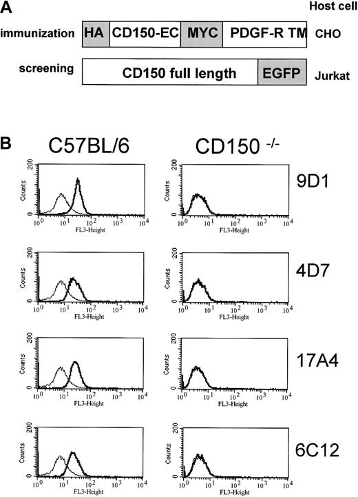 Fig. 1. Generation and analysis of rat anti-mouse CD150 monoclonal antibodies. / (A) mCD150/HA/MYC construct expressed in CHO cells used to immunize rats to generate anti-mCD150 monoclonal antibodies. The extracellular region of mCD150 was generated with PCR and cloned into theBglII and SalI sites of the pDISPLAY vector yielding a HA/MYC-tagged, membrane-anchored extracellular mCD150 (see “Materials and methods”). The mCD150-EGFP construct was generated by generating full-length cDNA of mCD150 with CD150 primers encoding anEcoR1 site (5′) and BamH1 site (3′) and cloning the PCR product into the corresponding restriction sites of pEGFP-N3 as described in “Materials and methods.” (B) Anti-CD150 staining of wild-type mouse C57Bl/6 thymocytes, but not CD150−/−thymocytes with 4 rat antimouse CD150 monoclonal antibodies. Thin-lined histograms represent control staining with pooled rat immunoglobulin alone. Bold-lined histograms represent CD150 staining.