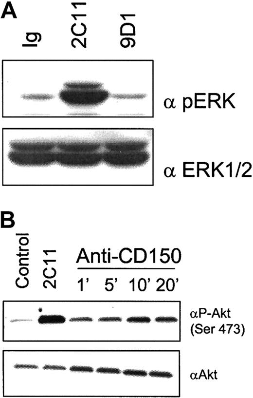 Fig. 7. Cross-linking of CD150 on CD4 T cells results in activation of the serine/threonine kinase Akt/PKB. / (A) Triggering of CD150 on activated CD4 T cells does not induce detectable phosphorylation of MAPK ERK1/2. Negatively selected CD4 T cells from C57Bl/6 mice were preactivated with anti-CD3 plate-bound plus IL-2 for 48 hours then rested in IL-2 (50 U/mL) for 24 hours to induce CD150 surface expression before CD150 cross-linking. Anti-CD3 (145.2C11, 10 μg/mL) as a positive control, IgG as a negative control, or 9D1 (10 μg/mL) antibodies were cross-linked with isotype-specific secondary antibodies for 10 minutes. Cell lysates were subjected to SDS-PAGE and Western blotted for phospho-ERK (top panel) or total ERK1/ERK2 (bottom panel). (B) CD150 cross-linking on activated CD4 T cells induces rapid phosphorylation of the serine/threonine kinase Akt on Ser473. Cells were preactivated as described in panel A before treatment with IgG for 10 minutes (negative control), 2C11 for 10 minutes (positive control), or 9D1 (all antibodies used at 10 μg/mL) for the indicated time points. Top panel is Western blot with anti–phospho-serine-473 Akt. Bottom panel is Western blot total Akt.