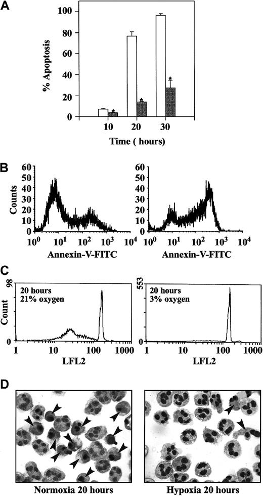 Fig. 1. Inhibition of neutrophil apoptosis by hypoxia. / Freshly isolated human peripheral blood neutrophils were incubated at 5 × 106 cells/mL in atmospheres containing 21% (open bars) or 3% oxygen (gray bars). At the time points indicated, cells were recovered and apoptosis was assessed (A) by morphologic examination of cytocentrifuge preparations, (B) by flow cytometry of annexin V binding, or (C) by flow cytometry following propidium iodide staining. Data in panel A represent the mean ± SEM of 3 separate experiments each performed in triplicate (*P < .05, compared with time-matched controls incubated in 21% oxygen). Data in panels B and C are representative flow-cytometry histograms; identical data were obtained in 4 additional independent experiments. (D) Classic neutrophil appearances following in vitro aging under normoxia and hypoxia are shown, and apoptotic cells are highlighted by arrowheads.