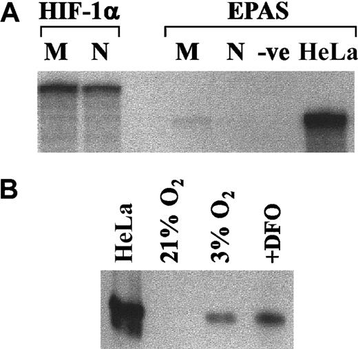 Fig. 8. Expression of HIF-1 in human neutrophils. / (A) Ribonuclease protection assay of total RNA from monocytes (M) and neutrophils (N) was performed for EPAS-1 and HIF-1α, as detailed in “Materials and methods,” with HeLa cell RNA used as a positive control. A representative blot from 2 separate experiments is shown. (B) Neutrophils (5 × 106/mL) were incubated for 3 hours in normoxic (21% oxygen) (± 1 mM DFO) or hypoxic (3% oxygen) environments, and whole-cell lysates were prepared. Hypoxia-treated HeLa cells were used as positive controls. Proteins were separated by SDS-PAGE and probed using an HIF-1α antibody (mAb 28b). Immunoreactive bands were imaged by enhanced chemiluminescence. A representative blot from 2 separate experiments is shown.