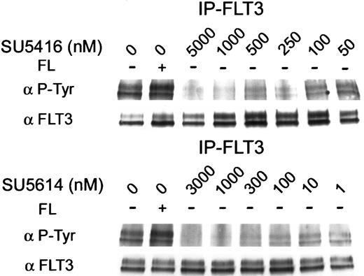 Fig. 3. Inhibition of constitutive autophosphorylation of ITD-mutated FLT3 by SU5416 and SU5614. / MV 4-11 (FLT3 ITD) cells were incubated with varying concentrations of inhibitor and stimulated with recombinant human FL. Ligand-independent constitutive autophosphorylation was demonstrated (first 2 lanes), consistent with an activating mutation of FLT3. FLT3 autophosphorylation was ablated by treatment with SU5416 and SU5614 with an IC50 of 100 nM and 10 nM, respectively. The membrane was stripped and reprobed with an antibody to FLT3. FLT3 expression was unaffected by treatment with either inhibitor.