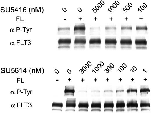 Fig. 4. Inhibition of ligand-dependent phosphorylation of wild-type FLT3 by SU5416 and SU5614. / RS 4;11 cells (FLT3 WT) were incubated in varying concentrations of inhibitor and treated with FL. FL-induced receptor autophosphorylation was abrogated by pretreatment with SU5416 or SU5614 with an IC50 of 100 nM and 10 nM, respectively. Total FLT3 protein expression was unaffected by treatment.