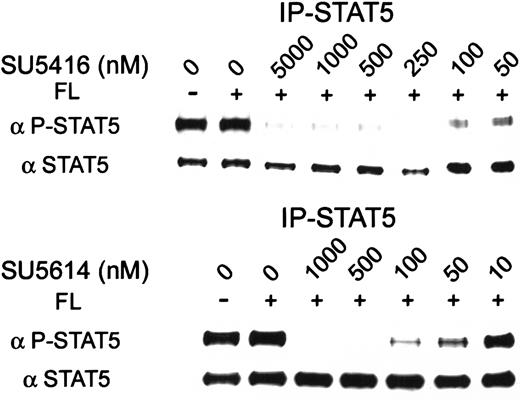 Fig. 5. SU5416 and SU5614 inhibition of constitutive STAT5 activation in cells expressing FLT3 ITD. / MV 4-11 (FLT3 ITD) cells were incubated with varying concentrations of inhibitor and stimulated with FL. In this immunoprecipitate using total STAT5 antibody, phosphorylation was ligand-independent but could be inhibited by SU5416 or SU5614 with an IC50 of 100 nM and 10 to 50 nM, respectively. Total STAT5 protein expression was unaffected by treatment.