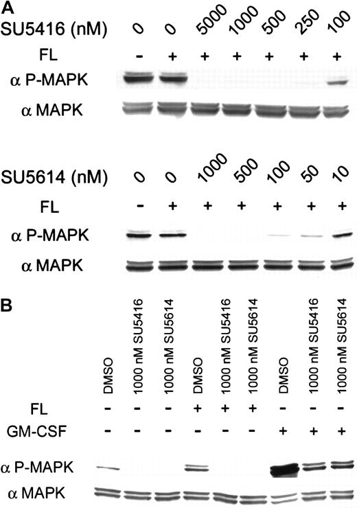Fig. 6. Effect of SU5416, SU5614, and GM-CSF on constitutive MAPK activation in cells expressing FLT3 ITD. / SU5416 and SU5614 inhibit constitutive MAPK activation in cells expressing FLT3 ITD; GM-CSF restores signaling. MV 4-11 (FLT3 ITD) cells were incubated with varying concentrations of inhibitor and stimulated with ligand. (A) MAPK was constitutively phosphorylated in these cells, and activation was not augmented by treatment with FL. This constitutive activation was inhibited by both SU5416 and SU5614 with an IC50 of 100 nM and 10 nM, respectively. Despite the presence of activating RAS mutations in MV 4-11 (FLT3 ITD) cells, MAPK activation appeared to be dependent upon FLT3 activation. (B) Ligand-independent MAPK activation was completely inhibited by 1 μM concentrations of either SU5416 or SU5614. Treatment with FL did not induce additional MAPK phosphorylation. Stimulation with GM-CSF restored MAPK activation in cells pretreated with SU5416 or SU5614. Total MAPK protein was unaffected by treatment.