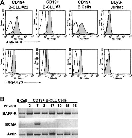 Fig. 1. Expression of BCMA, TACI, and BAFF-R in CLL B cells. / (A) Surface expression of TACI and soluble BLyS binding was determined by FACS. CD19+ B-CLL, CD19+ normal B cells, or BLyS-Jurkat cells were incubated with biotin-conjugated anti-TACI or Flag-BLyS (gray histograms) for 30 minutes on ice, washed, and incubated with the respective secondary antibodies, Red 670-streptavidin, or anti–Flag-FITC. Isotype and fluorochrome controls were done for each sample (open histograms). The cells were analyzed for immunofluorescence on a FACS Vantage (Becton Dickinson). Collected data were analyzed using CellQuest software. (B) Expression of BCMA and BAFF-R mRNA was analyzed by RT-PCR in CD19+B-CLL and CD19+ normal B cells.