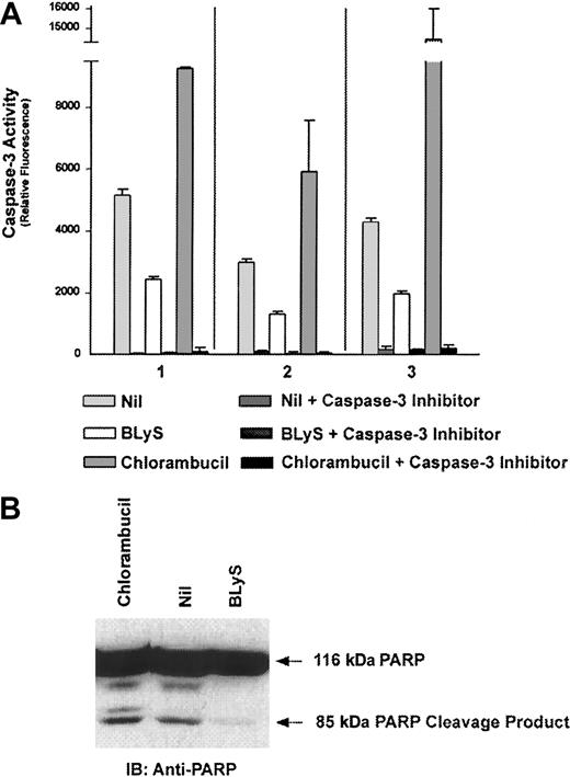 Fig. 2. Attenuation of B-CLL apoptosis by BLyS. / B-CLL cells from 3 patients (nos. 1-3) were cultured in phenol red-free RPMI supplemented with 0.5% BSA and 0.1 μg/mL Flag-BLyS or 10 μM chlorambucil at 37°C for 18 hours. (A) Caspase-3 activity was determined using the fluorescent caspase-3–specific substrate Ac-DEVD-AMC as described in “Materials and methods.” Apoptosis, as measured by caspase-3 activity, is detected by cleavage of Ac-DEVD-AMC and subsequent fluorescence. The caspase-3–specific inhibitor was included in all conditions to demonstrate specificity. (B) PARP degradation was assessed by Western blot B-CLL cells, stimulated as described above, were directly lysed, separated by SDS-PAGE, and proteins were transferred to an Immobilon P membrane. Membranes were incubated with 1 μg/mL anti-PARP followed by HRP-linked goat antimouse secondary antibody.