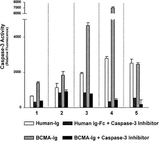 Fig. 6. Autocrine produced BLyS protects B-CLL cells from apoptosis. / B-CLL cells from 5 patients (nos. 1-5) were cultured in phenol red-free RPMI supplemented with 0.5% BSA and 1 μg/mL BCMA-Fc or 10 μg/mL human Ig-Fc at 37°C for 18 hours. Caspase-3 activity was determined using the fluorescent caspase-3–specific substrate Ac-DEVD-AMC as described in “Materials and methods.” Apoptosis, as measured by caspase-3 activity, is detected by cleavage of Ac-DEVD-AMC and subsequent fluorescence. The caspase-3–specific inhibitor was included in all conditions to demonstrate specificity.