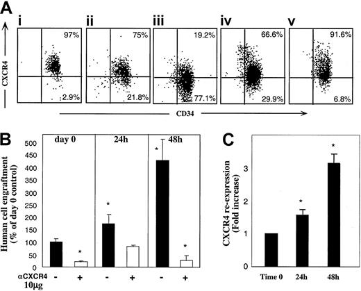 Fig. 5. R4+ cells functionally modulate CXCR4 expression. / (A) Cell surface CXCR4 staining. R4+ sorted cells (Ai) were cultured for 24 hours (Aii), and 48 hours (Aiii), with 5 cytokines, or for 48 hours with SCF plus IL-6 (Aiv) or in serum-free medium alone (Av). At each time point, cells were restained with antihuman CXCR4-PE for flow cytometry analysis. A representative FACS analysis of 3 independent experiments is shown. (B) Enhancement of CXCR4-dependent repopulation by cytokine stimulation. CXCR4 surface expression of cells from cultures in panels Ai-Aiii was analyzed before and after restaining with anti–CXCR4-PE. CXCR4 re-expression was calculated by dividing values obtained in restained samples by those of cells without restaining. (C) Surface CXCR4 re-expression. Cells cultured with 5 cytokines were also transplanted to determine their engraftment potential. R4+ cells were pretreated and coinjected with antihuman CXCR4 (10 μg/mouse) as indicated. Data present mean ± SE values of 3 independent experiments. *P < .03 compared to cells transplanted in day 0 without anti-CXCR4 mAb.