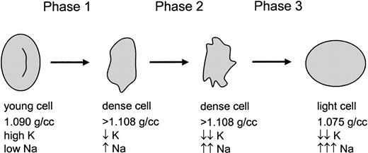 Fig. 10. A 3-phase model for sickle cell hydration changes. / Young sickle cells are initially dehydrated in phase 1 by the combined action of 3 well-described pathways. During phase 2, which is deoxygenation-dependent, K+ is further depleted and Na+ is increased. Finally, a combination of severe K+ depletion (and therefore little or no outwardly directed K+ gradient) and activation of a novel 1 mM bumetanide–sensitive pathway (allowing rapid Na+ entry) results in rehydration of the cells.