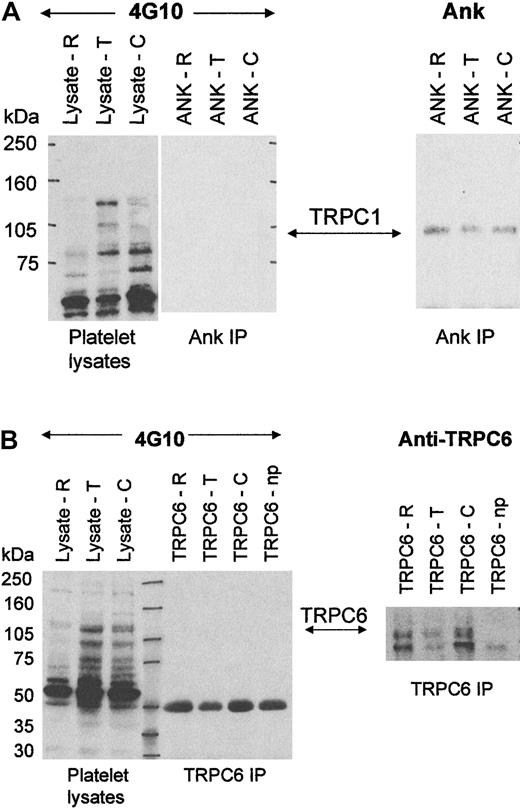 Fig. 5. Tyrosine phosphorylation of TRPC1 and TRPC6. / Western blot analysis of lysates from resting platelets (R), platelets activated with 2 U/mL thrombin (T), or activated with 30 μg/mL collagen (C). (A) Western blot analysis of 50 μL platelet lysates and Ank immunoprecipitations probed with the antiphosphotyrosine antibody 4G10 (1 μg/mL) and Ank (5 μg/mL). (B) Western blot analysis of 50 μL platelet lysates and anti-TRPC6 immunoprecipitations probed with the antiphosphotyrosine antibody 4G10 (1 μg/mL) and anti-TRPC6 (1/400). Np reflects control immunoprecipitations with anti-TRPC6 without platelet lysates. Molecular size markers are noted in kilodaltons (kDa) and the TRPC protein identifications indicated with arrows.