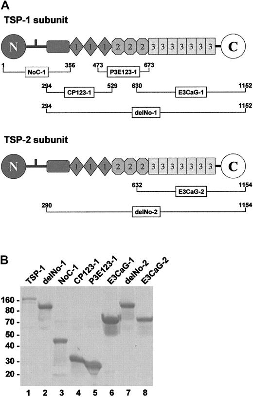 Fig. 1. TSP-1 and TSP-2 fragments. / (A) The subgroup A thrombospondins, TSP-1 and TSP-2, share a similar molecular architecture comprising a unique heparin-binding domain at the N-terminus followed by a connecting region that links 3 subunits via interchain disulfide bonds, a procollagenlike module, 3 properdinlike or type 1 modules, 3 EGF-like or type 2 modules, 7 type-3 repeats (12 unique calcium-binding loops), and a unique C-terminal sequence. The NoC-1 fragment contains the connecting region and is trimeric. The residue numbers are for the mature proteins. TSP-1 begins at Asn1, while TSP-2 begins at Gly1. (B) SDS-PAGE profile of the TSP-1 and TSP-2 fragments. Samples (4 μg) of TSP-1 (lane 1) and the TSP-1 (lanes 2-6) and TSP-2 (lanes 7 and 8) fragments were resolved on 8% to 16% SDS-PAGE under reducing conditions and stained with Coomassie blue. The positions of Mr markers are shown at left.
