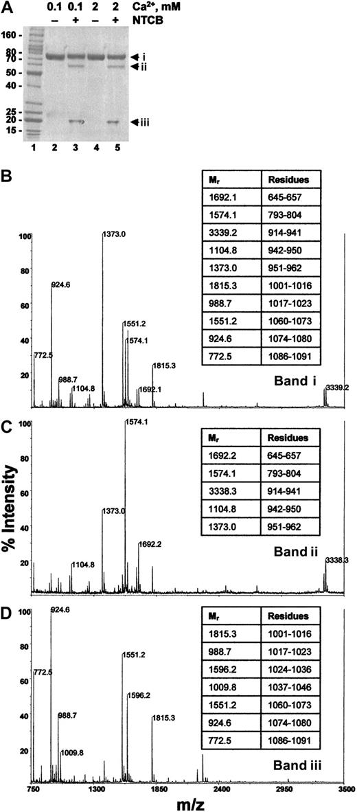 Fig. 6. The cysteine thiol in E3CaG-1 is at position 974. / (A) E3CaG-1 in pH 8.0 buffer containing either 0.1 mM (lanes 2 and 3) or 2 mM Ca++ (lanes 4 and 5) was untreated (lanes 2 and 4) or reacted with NTCB (lanes 3 and 5). The peptide bond N-terminal of the cyanylated cysteine was then cleaved at pH 9. The protein was reduced and alkylated and resolved by SDS-PAGE. The Mr markers are shown in lane 1. (B-D) The 3 Coomassie-stained fragments were cut from the gel, digested with trypsin, and the resulting peptides analyzed by MALDI-rTOFMS. (B) Profile of band i in panel A, lane 5; (C), profile of band ii in panel A, lane 5; (D), profile of band iii in panel A, lane 5. Band i is undigested E3CaG-1, and bands ii and iii are the result of a single cleavage of band i. The Mr's of the major peptides were matched to the E3CaG-1 amino acid sequence. The amino acid residues of selected peptides are shown in the tables at the right of the profiles.