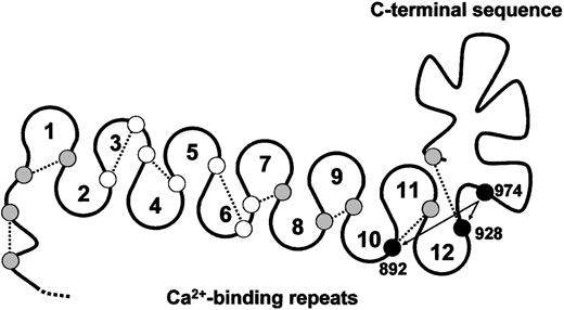 Fig. 7. Model of the Ca++-binding loops and C-terminal sequence of TSP-1 and positions of reactive cysteine. / Small circles represent the relative positions of the 19 cysteines in the Ca++-binding loops and C-terminal sequence. Open circles, shaded circles, and solid circles represent cysteines not involved in disulfide exchange, moderately involved in disulfide exchange, and heavily involved in disulfide exchange, respectively, in Ca++-depleted TSP-1.26 In TSP-1 purified in buffers containing 0.1 mM Ca++,27 as well as in E3CaG-1, the free thiol is at Cys974. The dotted lines represent the likely disulfide bonding based on the disulfide connectivity of E3CaG-2.17 Cys974 may exchange with Cys928 or Cys892 (arrows).