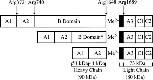 Fig. 1. Domain organization of human FVIII. / FVIII circulates as a heterogenous mixture of heterodimers formed by variable intracellular processing of the B domain. The diagram shows the expected size fragments because of thrombin cleavage at Arg372, Arg740, and Arg1689. The asterisk denotes variable intracellular processing of the B domain.