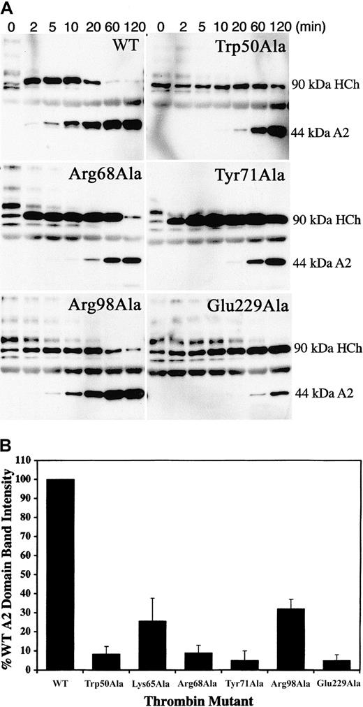 Fig. 4. Thrombin cleavage at the Arg372-Ser373 scissile bond. / (A) Cleavage reactions containing 50 nM human plasma FVIII and 1 nM thrombin were performed at 37°C over several time points, ranging from 2 to 120 minutes. Cleavage products were resolved by SDS-PAGE and were Western blotted using the monoclonal antibody OBT0037A, which is specific for the heavy-chain A2 domain. Cleavage at Arg372-Ser373 gives rise to the 44-kDa A2 fragment, detected by the antibody. (B) To directly compare the effects of the alanine-substituted thrombins on cleavage at Arg372, we performed cleavage reactions for FVIII by WT and mutant thrombins for one time point (10 minutes) in duplicate and loaded onto the same gel. The reactions were resolved by SDS-PAGE and were Western blotted as outlined in panel A. The intensity of the A2 fragment generated by cleavage at Arg372 was determined by direct scanning of the Western blot (data not shown). A2 band intensity generated by each mutant (the mutant Lys65Ala was included in these studies) is presented in a bar graph as a percentage of A2band intensity with respect to WT thrombin (100%).