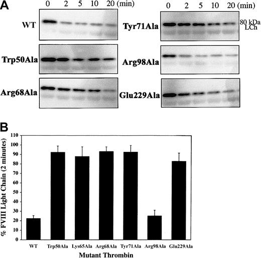 Fig. 5. Thrombin cleavage at the Arg1689-Ser1690 scissile bond. / Cleavage reactions and Western blotting conditions were similar to those in Figure 4, except the primary antibody FVIIIC, which recognizes the 80-kDa light chain, was used. (A) Western blots depicting the disappearance over time for the 80-kDa light chain caused by the specific cleavage at Arg1689-Ser1690 and the loss of the N-terminal fragment bearing the antibody epitope. (B) Percentage of FVIII light chain remaining after 2-minute incubation with WT and mutant thrombin (including Lys65Ala), as determined by measuring the band intensity, and presented on the bar graph as a percentage of total light chain (time 0).