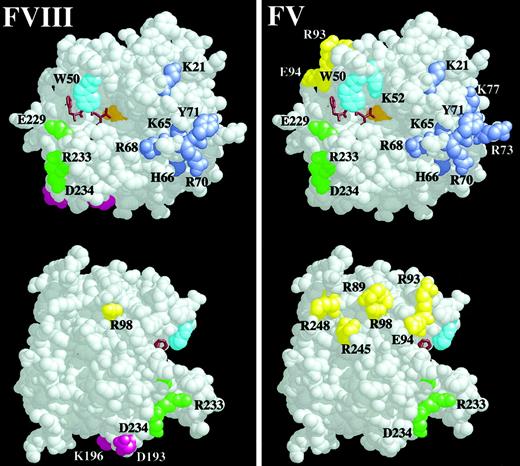Fig. 6. Space-filling model of thrombin residues important for recombinant human FVIII activation. / The RasMol V2.5 software package was used to depict thrombin (E.C.3.4.21.5, Brookhaven entry 1PPB) as a space-filling model with solvent removed. Residues substituted with alanine with less than 50% WT human FVIII activation are colored and shown in the left panel, and they are compared with thrombin residues important for the activation of FV in the right panel. The upper thrombin molecule is the classic front view of thrombin,51 with the active-site cleft running horizontally left to right and the 50-insertion loop on the top of the cleft occluding the active site Ser205 (orange). The active site is shown with the bound active-site inhibitor, PPACK, as a brown stick model. The 50-insertion loop residues are cyan, and the Na+-binding loop residues are green. ABE-I runs to the right of the active site cleft, and the residues are lavender. The bottom thrombin molecule is rotated 90° to the right and shows ABE-II residues in yellow and the residues Lys196 and Asp193 in magenta. Residues of interest are labeled using the single-letter amino acid code.