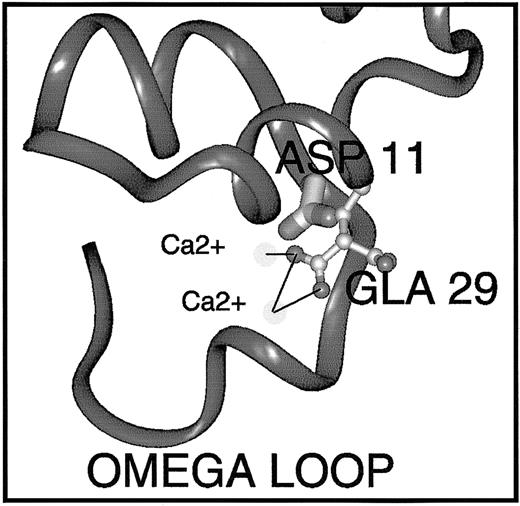 Fig. 7. Predicted effect of the Gly11Asp mutation on the conformation of the protein S Gla domain. / The Gla domain of protein S shown was derived by homology modeling and refinement.36 In order to predict the effects of the Gly11Asp amino acid substitution on protein S structure and function, the Insight II 3D Graphics Program (Accelrys, San Diego, CA) was used. The alpha-carbon backbone trace is shown in dark gray ribbon representation. The side-chain of Asp11 (mutated from Gly11) is depicted in thick stick representation shaded by atom type. The side-chain of Gla29 is depicted in ball-and-stick style, also colored by atom (carbon, pale gray; oxygen, mid-gray). Two Ca2+ions that are coordinated (black lines) by the Gla29 side-chain are shown as very pale spheres. Replacement of wild-type Gly11 by Asp causes multiple bad contacts with atoms of the neighboring Gla29 side-chain, likely to result in loss of Ca2+ ion coordination, Ca2+ ion affinity, and destabilization of the Ca2+-dependent conformation of the Gla domain that is required for interaction with phospholipids.