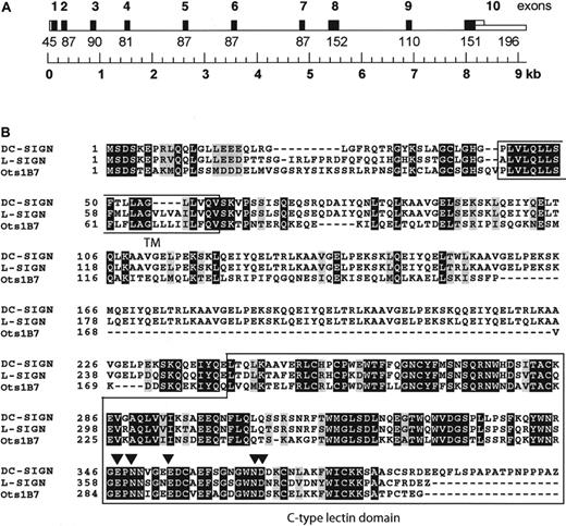 Fig. 1. Clone OtB7 is identical to the murine DC-SIGN homologue SIGNR1. / (A) Schematic representation of the genomic structure of clone OtB7. Exons are numbered and depicted as black bars. The genomic sequence was constructed by a combination of BLAST searches and multiple alignment analyses and is composed of overlapping sequences present in the GenBank entries (AC073804.1 and AC073706.2). (B) Clone OtB7 is homologous to both human DC-SIGN and L-SIGN as demonstrated by the amino acid sequence alignments of clone OtB7 (GenBank AF422108) with human DC-SIGN (AAK20997) and L-SIGN (AAK20998). Amino acid residues involved in direct ligand binding, as was shown for DC-SIGN,19 are denoted by filled arrowheads.