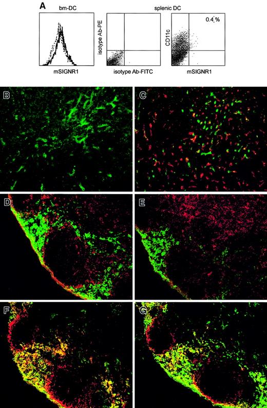 Fig. 3. The expression pattern of mSIGNR1 is similar to that of hL-SIGN. / (A) mSIGNR1 is not expressed by bone marrow–derived DCs or by splenic CD11c+ DCs. Bone marrow–derived DCs and splenic CD11c+ DCs were stained with the anti-mSIGNR1 antibody 698. Bone marrow DCs were more than 90% pure as determined by CD11c staining (data not shown). Dotted and open histograms represent isotype and mSIGNR1 staining, respectively. Splenic DCs were double-stained with CD11c and the mSIGNR1-specific antibody 698. (B,C) Immunofluorescence staining of murine liver tissue sections with the polyclonal antibody against mSIGNR1 698 (green, B and C) and double staining with F4/80 (red, C). Original magnification × 200. (D-G) Immunofluorescence double staining of murine lymph node tissue sections with the polyclonal antibody against mSIGNR1 698 (green) and in red CD11c (D), DEC-205 (E), SER-4 (F), MOMA-1 (G). Original magnification × 200.