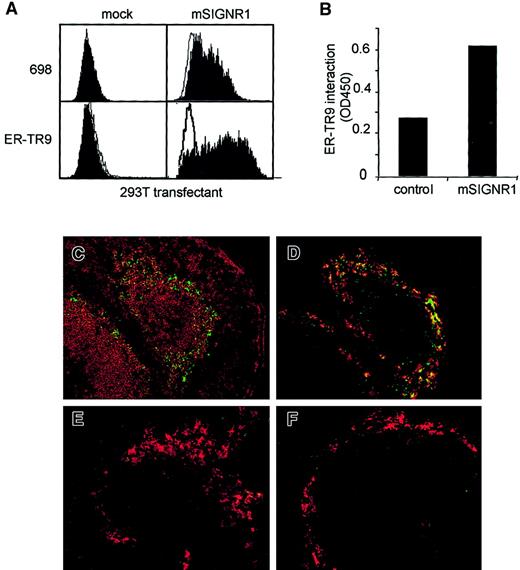 Fig. 5. mSIGNR1 efficiently captures polysaccharide antigens in vivo. / (A) The MZM-specific antibody ER-TR9 stains 293T cells transfected with mSIGNR1 cDNA. 293T cells were transfected with mSIGNR1 cDNA and subsequently stained either with the mSIGNR1-specific antibodies 698 or ER-TR9 (filled histograms). Isotype controls are represented by open histograms. (B) Recombinant mSIGNR1 is specifically detected by ER-TR9 using a sandwich ELISA. ER-TR9–coated wells are incubated with recombinant mSIGNR1 and binding is detected by the mSIGNR1-specific antibody 698. SD is less than 0.05. (C,D) MZMs efficiently capture dextran-FITC in vivo. Naive mice were injected intravenously with FITC-dextran. Spleens were isolated and immunofluorescence analyses of murine spleen tissue sections were performed. Double stainings with FITC-dextran (green) and B220 (red, C) or mSIGNR1-specific antibody 698 (red, D) are shown. Original magnification × 200. (E,F) Dextran capture by MZMs in vivo is blocked by the mSIGNR1-specific antibody ER-TR9 and mannan. Naive mice were treated with either purified ER-TR9 (E) or the yeast-derived polysaccharide mannan (F) prior to intravenous injection with FITC-dextran. Double stainings were performed with FITC-dextran (green) and the mSIGNR1-specific antibody 698 (red). Original magnification × 200.