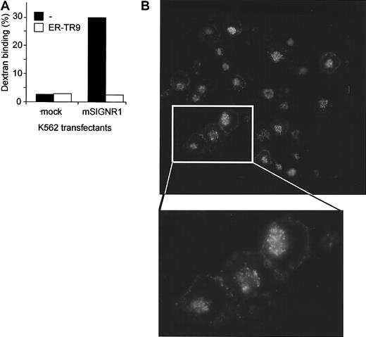 Fig. 6. mSIGNR1 mediates rapid internalization of captured dextran. / (A) Dextran is efficiently captured by mSIGNR1. K562 cells expressing mSIGNR1 and mock-transfected K562 cells were incubated with FITC-dextran (1 μg/mL) at 37°C and unbound dextran was washed away after 45 minutes. Specificity was determined in the presence of the antibody ER-TR9. Binding was analyzed by flow cytometry. SD was less than 5%. (B) Dextran is rapidly internalized by SIGNR1. The fate of bound FITC-dextran was followed by analyzing FITC-staining of K562 cells expressing mSIGNR1 after incubation with FITC-dextran using immunofluorescence microscopy. Original magnification × 200.