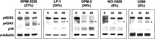 Fig. 1. Immunoblot analysis of procaspase-8 activation in TRAIL-treated myeloma cells. / The myeloma cells were incubated with 1 μg/mL leucine-zipper TRAIL (Immunex, Seattle, WA) and harvested at 30 and 60 minutes following incubation. The proportion of cells undergoing apoptosis, shown by the percentage in parentheses at 60 minutes, was determined by annexin-V staining. Cytosolic protein fractions (25 μg) were separated on 4% to 16% sodium dodecyl sulfate–polyacrylamide gel electrophoresis (SDS-PAGE) gels, transferred to nitrocellulose, and probed with a caspase-8–specific goat polyclonal antibody C-20 (Santa Cruz, Santa Cruz, CA). Proteins were visualized by enhanced chemiluminescence (ECL). Membranes were stripped and reprobed with monoclonal antibody to α-tubulin (Sigma, St Louis, MO). The sensitive myeloma cell lines RPMI 8226, LP-1, and OPM-2 all show early cleavage of procaspase-8 with generation of the intermediate p43/41 product (*) and the active P18 form. Resistant cell lines NCI H929 and U266 demonstrate delayed procaspase-8 cleavage with minimal P18 generation.