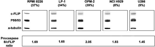 Fig. 2. Determination of cFLIP and procaspase-8 levels in untreated myeloma cells. / Untreated myeloma cells were lysed in whole cell lysate buffer and 80 μg protein separated on a 12% SDS-PAGE gel. Procaspase-8 was detected as described above. Membranes were then stripped and reprobed with the cFLIP monoclonal antibody G-11 (Santa Cruz). Tubulin detection was used to confirm equal protein loading. The procaspase-8/cFLIP ratios were calculated for each cell line densitometrically and do not correlate with the amount of TRAIL-induced apoptosis (r = 0.7,p = 0.19, Spearman rank correlation).