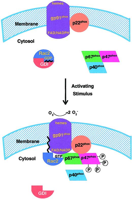 Fig. 1. Activation and assembly of the phagocyte NADPH oxidase. / Upon stimulation of human neutrophils by inflammatory mediators, membrane assembly of the activated NADPH oxidase occurs, as described in “Components and regulation of the phagocyte NADPH oxidase.” The known functional components involved in activation are shown: the integral membrane cytochrome b558, consisting of the gp91phox and p22phoxsubunits; the cytosolic oxidase components p47phox, p67phox, and p40phox; and the Rac2 GTPase in complex with the regulatory protein GDI (GDP dissociation inhibitor). Multiple regulatory phosphorylations of p47phox are depicted by the attached 4 P groups; this is not meant to indicate the actual number of phosphorylation sites. Wavy line on Rac2 represents the C-terminal geranylgeranyl isoprenyl group and associated polybasic domain. Portions of this figure have been used in Diebold and Bokoch.47