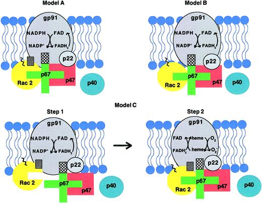 Fig. 2. Comparison of proposed models of NADPH oxidase regulation by Rac GTPase. / In each of the proposed molecular models for NADPH oxidase regulation by Rac GTPase, the switch 1 region of Rac (not indicated) interacts with p67phox, the prenylated tail and polybasic domain of Rac (shown as a zigzag line) interact with the membrane, and the activation domain of p67phox (a crosshatched section) interacts with cytochrome b558. A role for p40phox remains unclear. In the model of Lambeth and colleagues (model A), Rac is thought to be recruited to the plasma membrane phospholipid bilayer via its prenylated C-terminus and polybasic domain. Indirect evidence supports the idea that the Rac insert domain (hatched section) may interact directly with cytochrome b558. Lambeth2 proposes the activation domain of p67phox is the sole regulator of the electron transfer step from NADPH to FAD. Rac and p47phox serve as adapters aiding in the interaction of p67phox with cytochrome b558. In model B proposed by Pick and colleagues,3738 Rac is thought to interact only with plasma membrane phospholipids via its C-terminal prenyl group and polybasic domain and does not interact physically with cytochrome b558. In this model, the insert domain is not involved in protein interactions or regulation of the NADPH oxidase. As in the model of Lambeth and colleagues, p67phox is the sole regulator of electron transfer by cytochrome b558, while Rac and p47phox serve only as adapters to position p67phox for interaction with cytochrome b558. Diebold and Bokoch35 propose a 2-step model (model C) for the regulation of NADPH oxidase by Rac. In step 1, Rac translocates to the membrane and interacts with the phospholipid bilayer via its prenylated/polybasic C-terminus. In addition, Rac, via its insert domain, interacts with cytochrome b558 and contributes to the regulation of electron flow from NADPH to FAD without interacting with p67phox. p67phox is still required for electron flow to occur in step1 and regulates electron flow via its activation domain. The interaction of the insert domain of Rac with cytochrome b558 may induce a conformational change in cytochrome b558 that modulates the interaction of p67phox and cytochrome b558. In step 2, the interaction between the switch I domain of Rac and the Rac-binding domain of p67phox, probably inducing a conformational change in p67phox, is required for electrons to continue to flow from FAD to the heme groups of cytochrome b558. (The step 1 reaction only is depicted in models A and B because this is thought to be the rate-limiting step in the overall electron transfer pathway to molecular oxygen. The step 2 reaction does take place in all 3 models depicted.) Portions of this figure have been used in Diebold and Bokoch.47