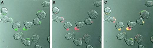 Fig. 3. Cell surface staining of CAG cells with OPG. / Alexa Fluor 488–conjugated human OPG (green) and Alexa Fluor 594–conjugated CTB (red) colocalize (yellow) on the uropod of polarized CAG cells. The cells were incubated with labeled OPG or CTB or both for 30 minutes on ice, washed, and thereafter examined by confocal microscopy. Original magnification × 630..
