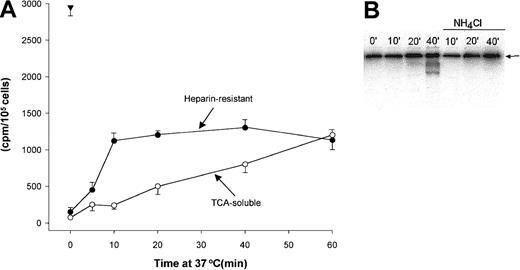 Fig. 5. Internalization and degradation of iodinated OPG in CAG cells. / (A) Cells were labeled with 125I-OPG on ice, washed, and chased by incubation in medium at 37°C as indicated. Heparin-resistant, cell-associated OPG (●) and TCA-soluble radioactivity in cell supernatants (○) were measured as described in “Patients, materials, and methods.” The triangle indicates OPG bound to the cells before the chase period. (B) Polyacrylamide gel electrophoresis of cell pellets containing 125I-OPG. The cells were incubated at 37°C for the indicated time periods in the presence or absence of NH4Cl after labeling on ice. The arrows indicate the position of intact OPG dimers.