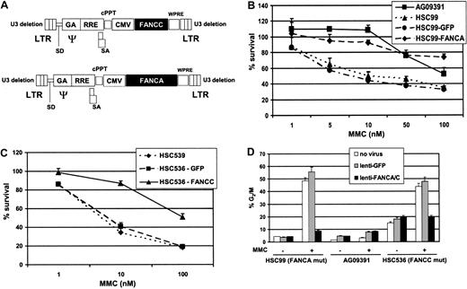 Fig. 1. FA lentiviral vectors. / (A) Schematic representation of the FANCA and FANCC lentivectors used in this study. (B-C) MMC resistance assays performed on lentivector-corrected FANCA−/− andFANCC−/− human lymphoblastoid cells, respectively. AG09391 is a normal lymphoblastoid cell line. Values were measured in quadruplicate and corrected for background cell death in the absence of MMC. (D) Lentiviral-mediated rescue of the MMC-induced G2 block in FA cell lines. All values are the results of quadruplicate determination (mean ± SD).