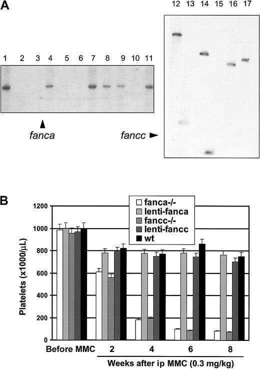 Fig. 3. Lentiviral correction of early progenitors and phenotypical correction in FA KO mice. / (A) Southern blot analysis on CFU-S–derived colonies. Genomic DNA was obtained from spleen colonies digested with appropriate restriction enzymes and hybridized with probes recognizing the lenti-FANCA (left) or the lenti-FANCC (right) proviruses (see “Materials and methods”). All the colonies show a single band, indicating a single integration site. Colonies 1 to 11 were isolated from the same mouse and show a band of the same apparent molecular weight, thus suggesting a monoclonal origin. (B) Phenotypical correction in lentiviral-corrected Fanca−/−and Fancc−/− mice. Platelet counts were determined at 2-week intervals after the intraperitoneal (ip) administration of 0.3 mg/kg MMC. Lentiviral-corrected mice were protected against MMC toxicity for the duration of the experiment, but all knockout mice experienced severe hematological toxicity, leading most (4 of 6) of them to death within 6 weeks.