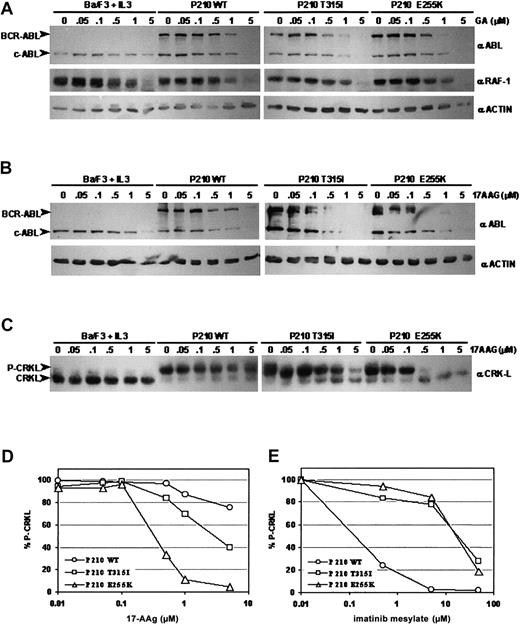 Fig. 1. Geldanamycin and 17-AAG induce degradation of wild-type and imatinib mesylate–resistant, mutant BCR-ABL proteins and inhibit BCR-ABL signaling. / (A) Ba/F3 cells expressing wild-type, T315I, or E255K BCR-ABL were incubated in the presence of increasing concentrations of geldanamycin (GA) for 24 hours. Immunoblotting of cell lysates was performed with anti-ABL (Ab3, Oncogene, San Diego, CA) (upper panels), anti–RAF-1 (Santa Cruz Biotechnology, Santa Cruz, CA) (middle panels), and antiactin (ac-15, Sigma) as a control for protein loading (lower panels). (B) Ba/F3 cells expressing wild-type, T315I, or E255K BCR-ABL were incubated in the presence of increasing concentrations of 17-AAG for 24 hours. Immunoblotting of these lysates was performed with anti-ABL (upper panels) and antiactin as a control for protein loading (lower panels). (C) Immunoblotting of the same lysates from (B) was performed with anti-CRKL (Santa Cruz). CRKL, when tyrosine-phosphorylated, migrates more slowly on sodium dodecyl sulfate–polyacrylamide gel electrophoresis (SDS-PAGE) resulting in an upper band representing phosphorylated CRKL (P-CRKL) and a lower band representing nonphosphorylated CRKL. (D) Densitometric analysis of CRKL immunoblot shown in (C) using ImageQuant software (Molecular Dynamics, Sunnyvale, CA). Quantified CRKL phosphorylation is expressed as percentage of phosphorylated CRKL over total CRKL protein (% P-CRKL). (E) Densitometric analysis of CRKL immunoblot using lysates from the same Ba/F3 cell lines incubated in the presence of increasing concentrations of imatinib mesylate for 24 hours.