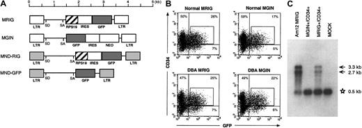 Fig. 3. RPS19 transgene expression in transduced CD34+ cells from patients with DBA. / (A) The retroviral vector MRIG consists of the MSCV retrovirus backbone containing the RPS19 cDNA followed by an IRES from the encepharomyocarditis virus and the GFP gene. To obtain higher transgene expression, we constructed the MND-RIG vector containing the same RPS19-IRES-GFP casette. The MND-RIG vector was derived from the MND-MFG vector which contains the myeloproliferative sarcoma virus LTR without the negative control region and the region between the donor and acceptor splice sites is derived from the MFG vector.24 SD and SA represent the splice donor and splice acceptor sites, respectively. MGIN and MND-GFP are respective control vectors containing the GFP gene without the RPS19 cDNA. (B) Flow cytometric analysis of transduced CD34+ cells. The figure shows a representative experiment demonstrating MRIG and MGIN transduction of CD34+ BM cells from an RPS19-deficient patient with DBA and a healthy individual. The CD34+ cells were exposed to a cocktail of growth factors during the transduction. The CD34+ fractions of the bone marrow cells from a healthy donor and a patient with DBA were transduced with the oncoretroviral vectors MRIG or MGIN. The percentage numbers show the ratios of cells in each of the quadrants. The GFP+ and CD34+cells (box) were sorted by FACS vantage. The controls used to set the gates showed that mock transduced cells were 0.27% CD34+/GFP+ and 0.05% were CD34−/GFP+. (C) Northern blot analysis of the transduced cells. One microgram of total RNA from GFP+ and CD34+ cells were electrophoresed in 1% agarose, transferred onto a nylon membrane, and hybridized with radioactively labeled DNA fragment specific for RPS19. The MRIG GP+envAm12-producing cell line was used as a positive control. The asterisk indicates the endogenous expression of RPS19 (0.5 kb). Arrows indicate the vector generated RPS19 (3.3 kb, unspliced and 2.7 kb, spliced). The mock sample represents mock-transduced CD34+ cells that were not sorted on the FACS.